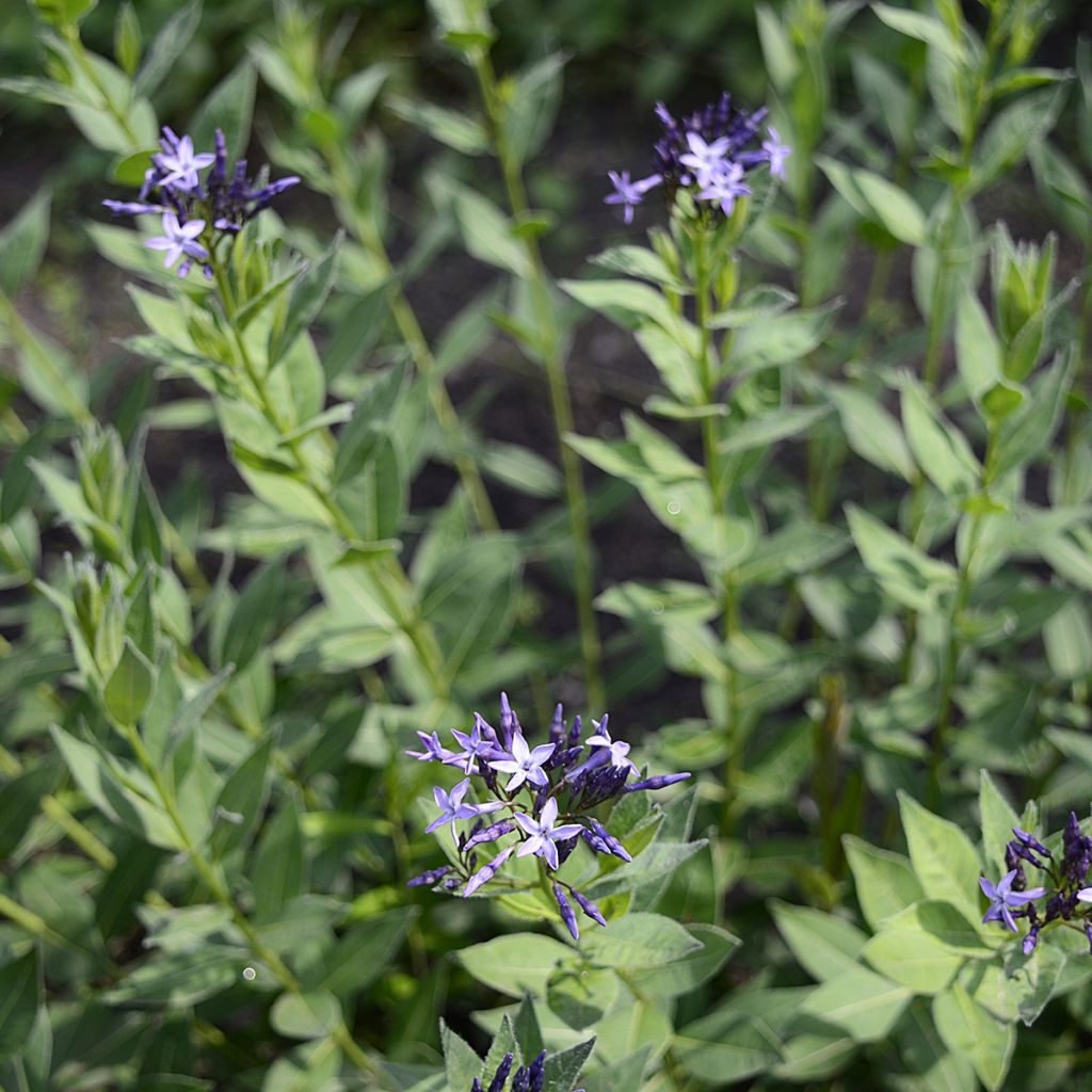 Amsonia orientalis