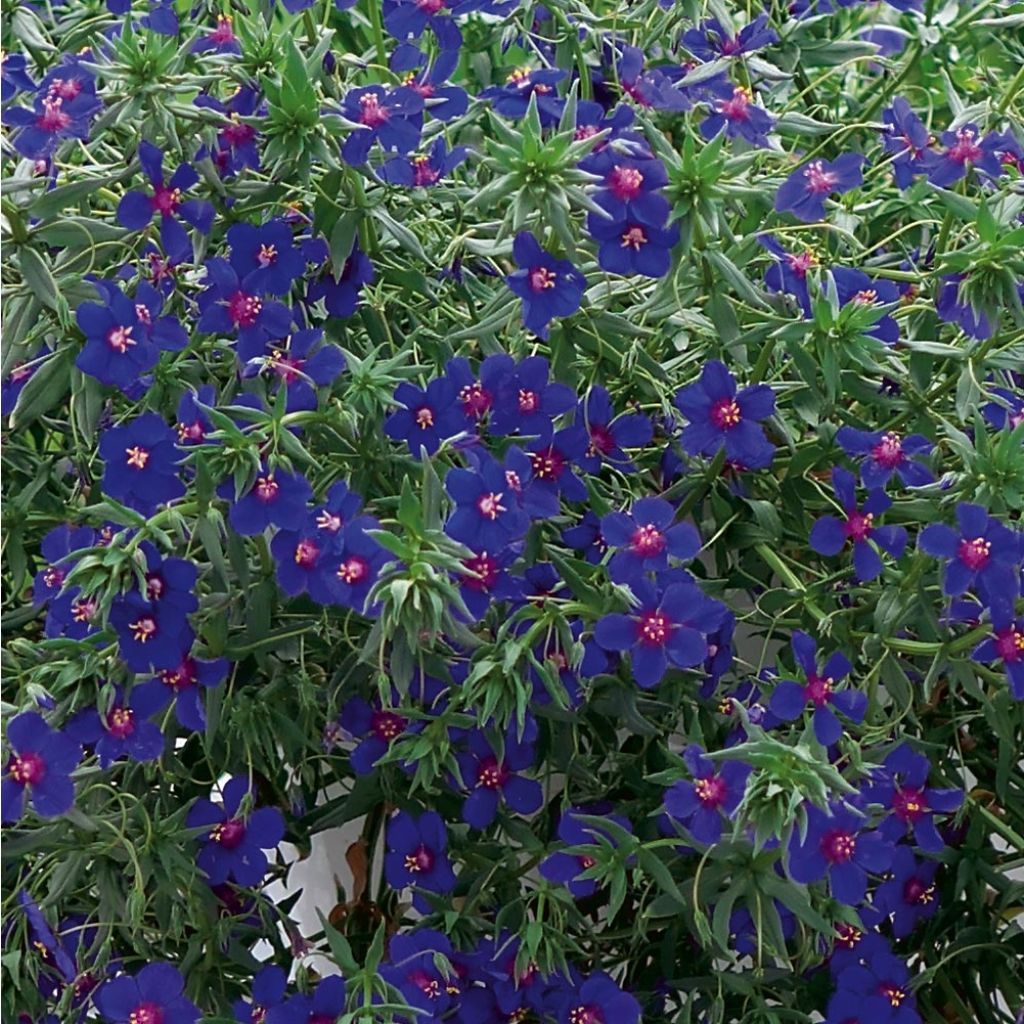 Anagallis Skylover - Mouron bleu de Monel Mini mottes