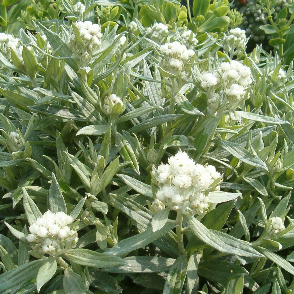 Anaphalis triplinervis Sommerschnee - Immortelle de l'Himalaya