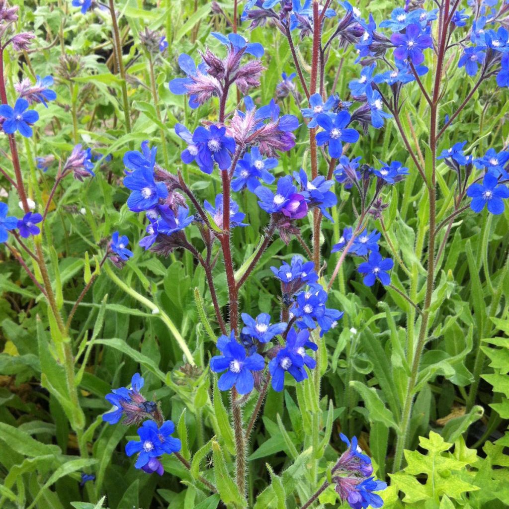 Anchusa azurea Loddon Royalist - Buglossa azzurra