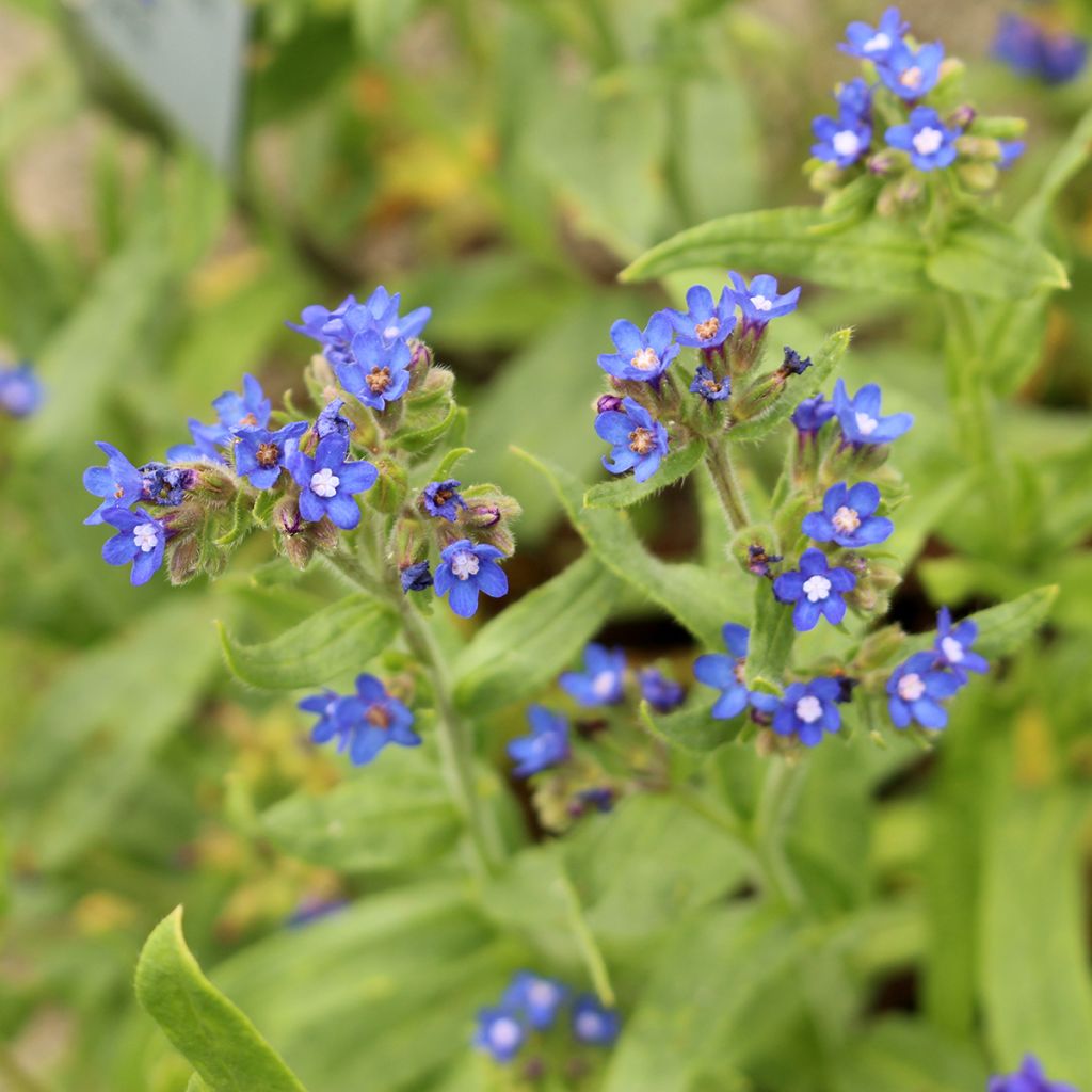 Anchusa azurea Loddon Royalist - Buglossa azzurra