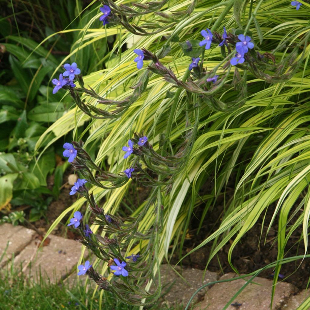 Anchusa azurea Loddon Royalist - Buglossa azzurra