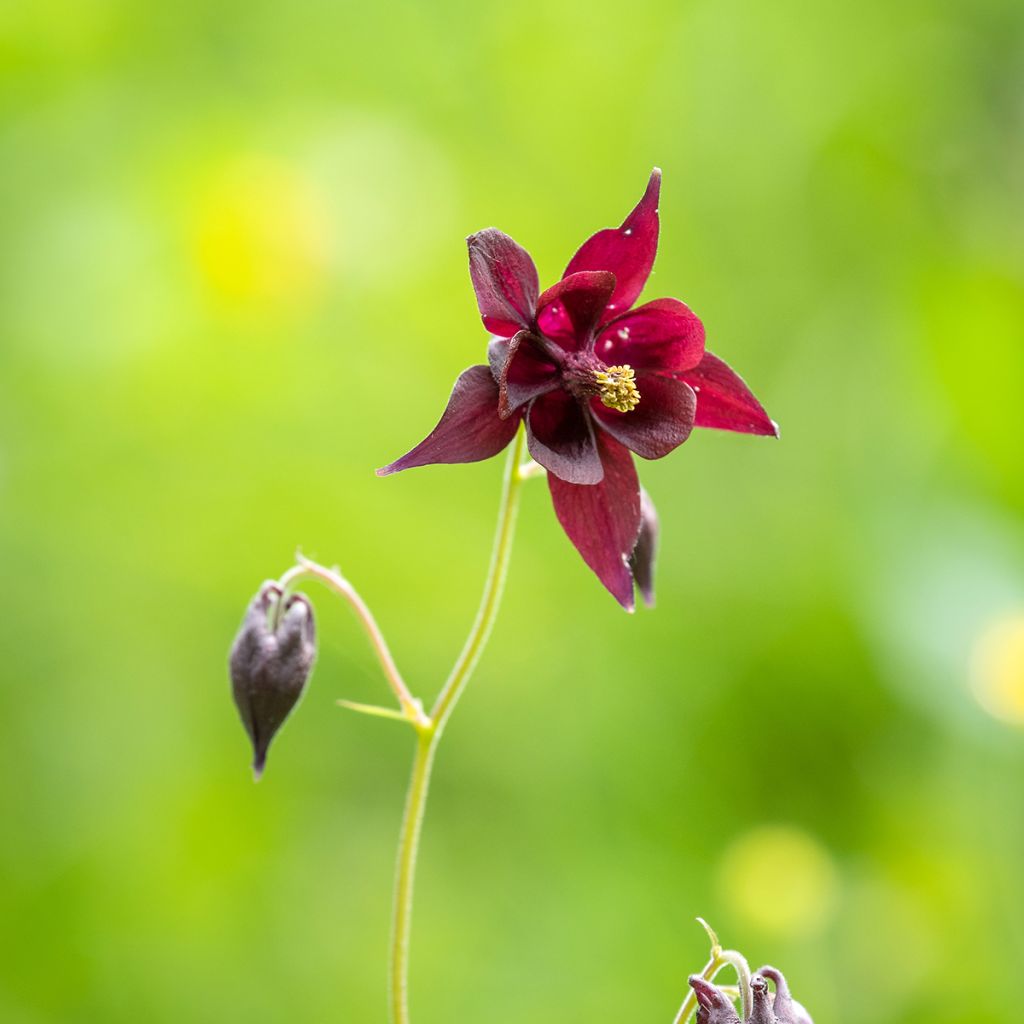 Aquilegia atrata