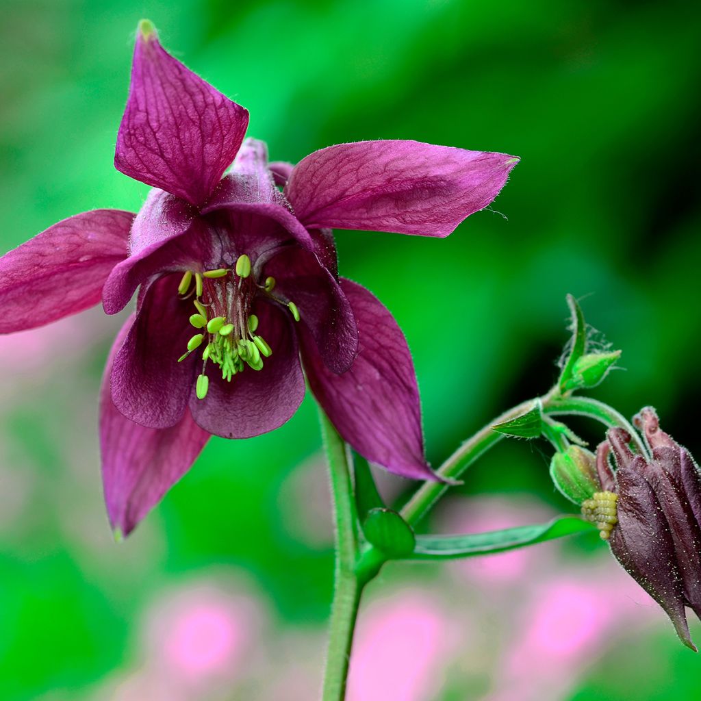 Aquilegia atrata