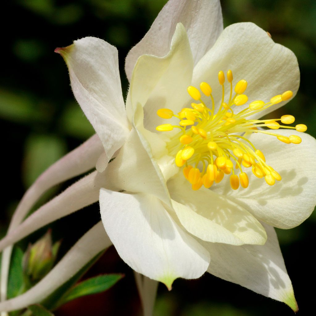 Aquilegia caerulea Kristall