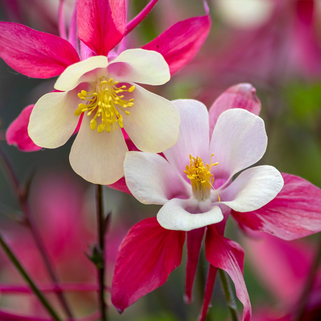 Aquilegia caerulea Rose Queen