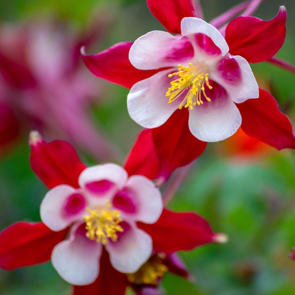 Aquilegia caerulea Rose Queen