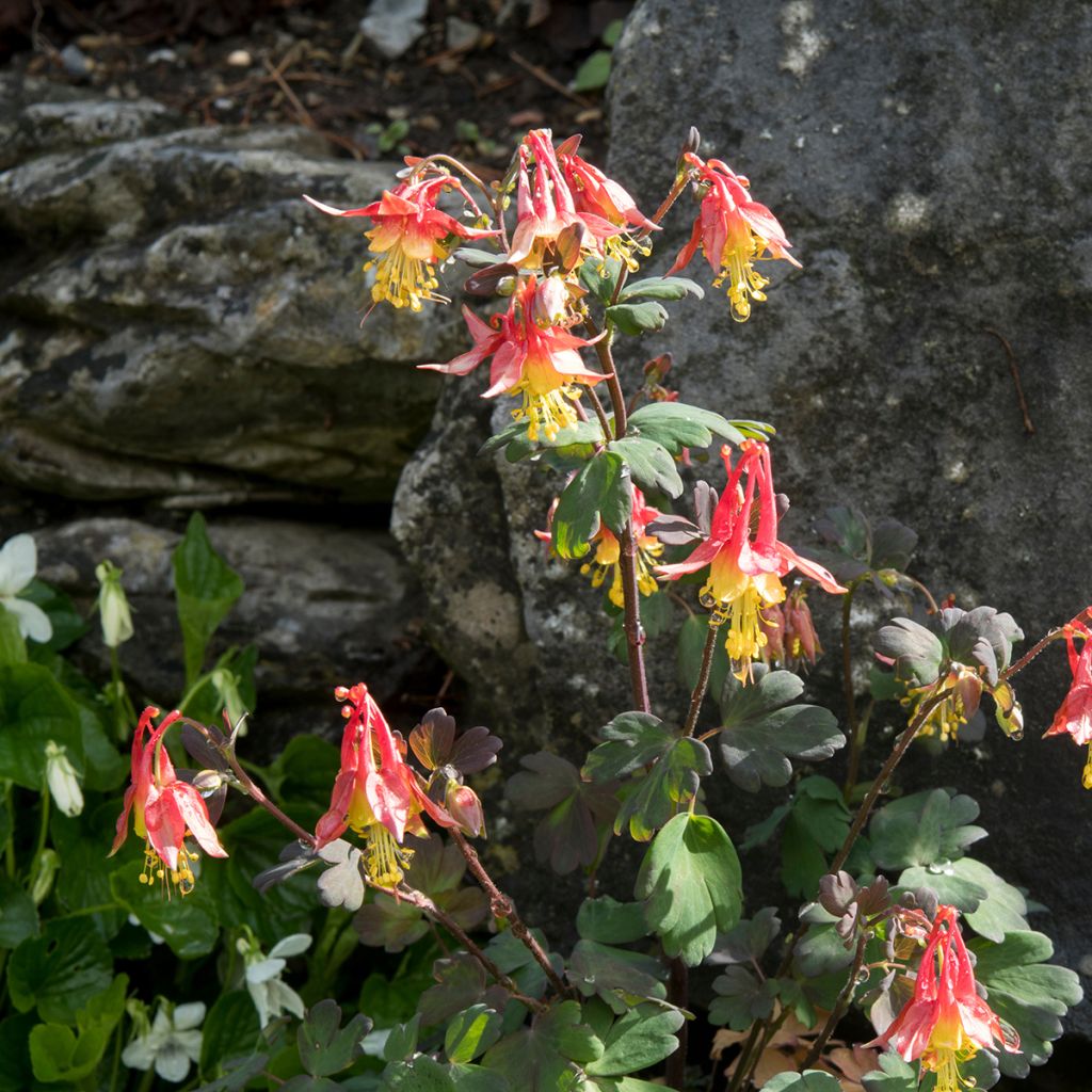 Aquilegia formosa