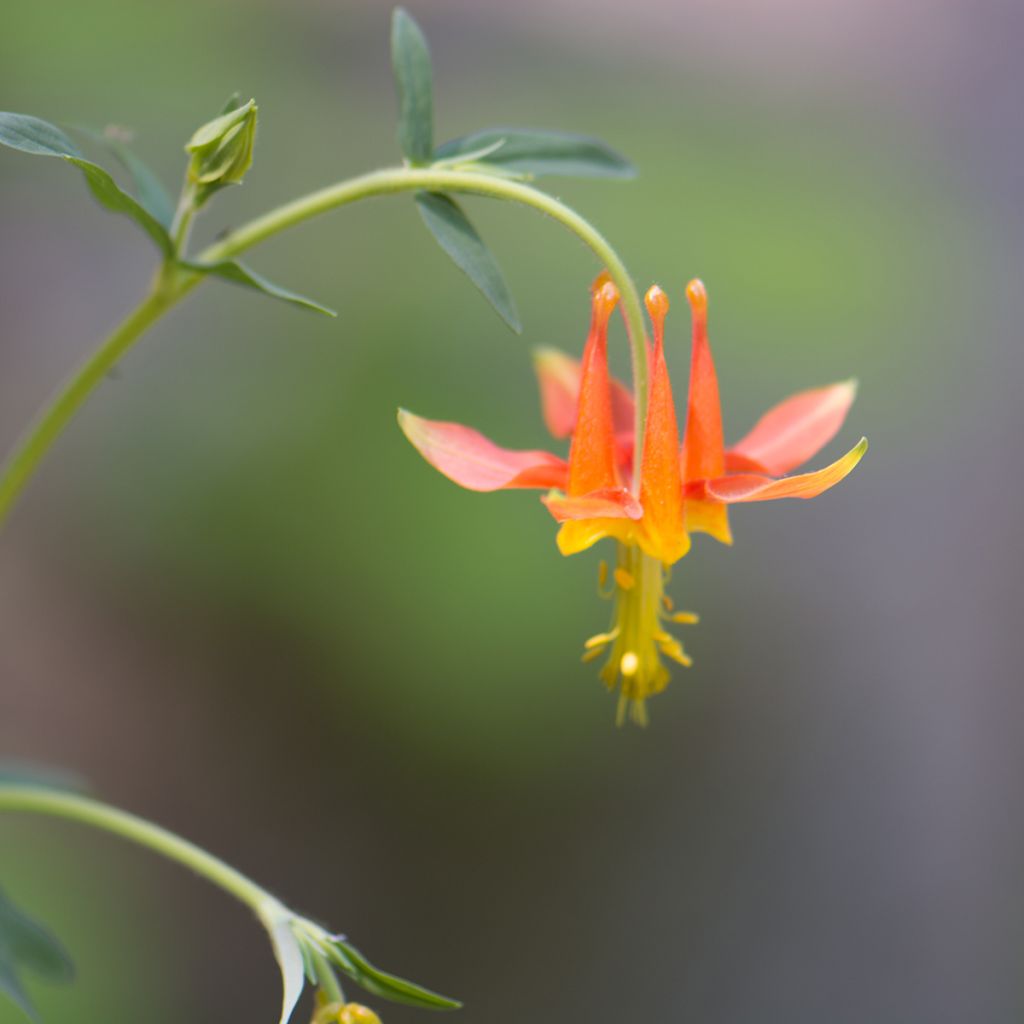 Aquilegia formosa