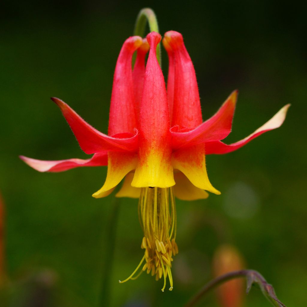 Aquilegia formosa