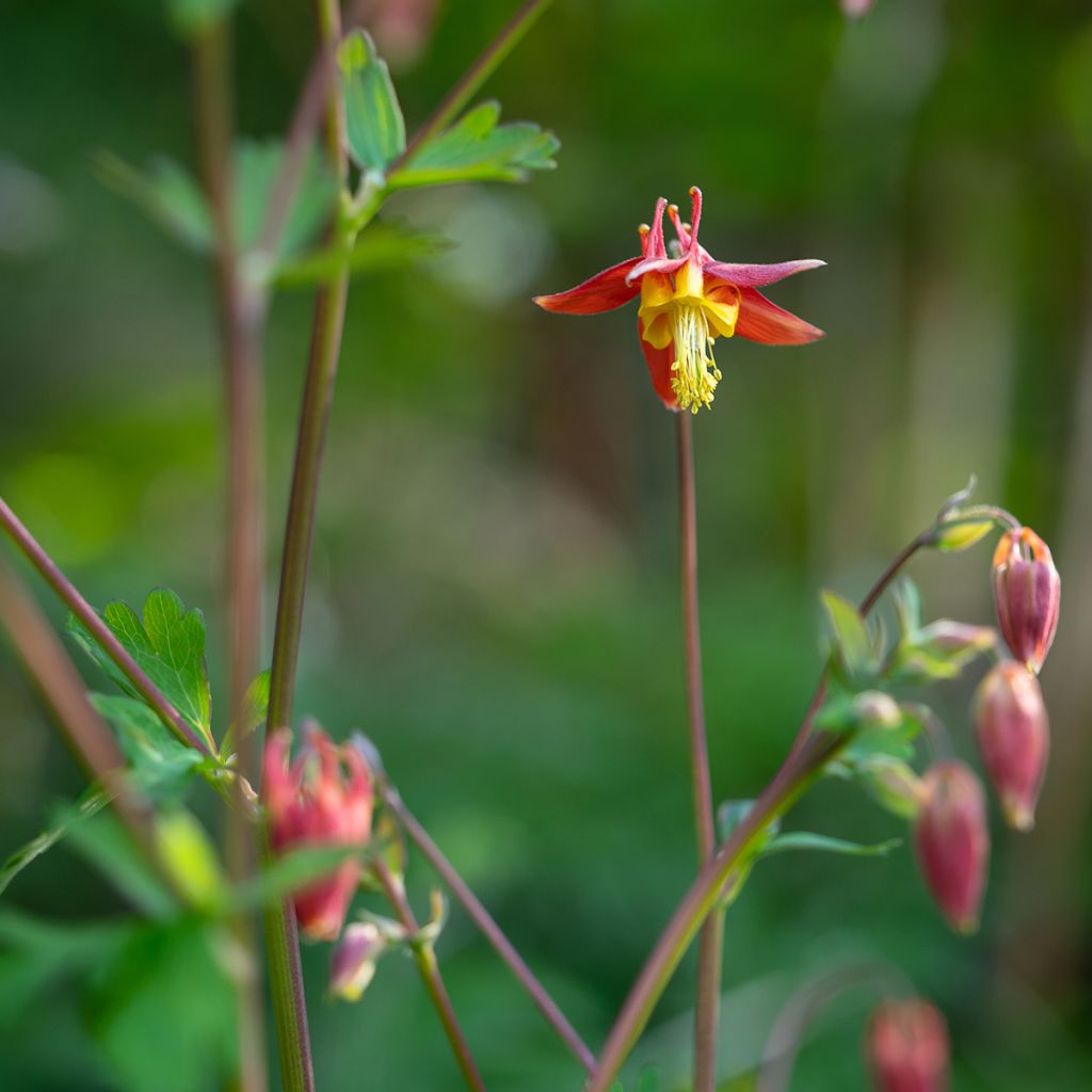 Aquilegia formosa