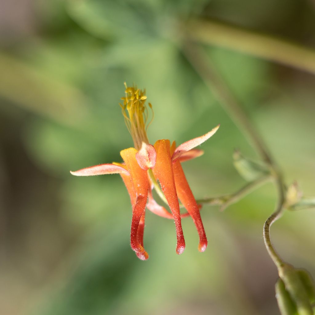 Aquilegia formosa