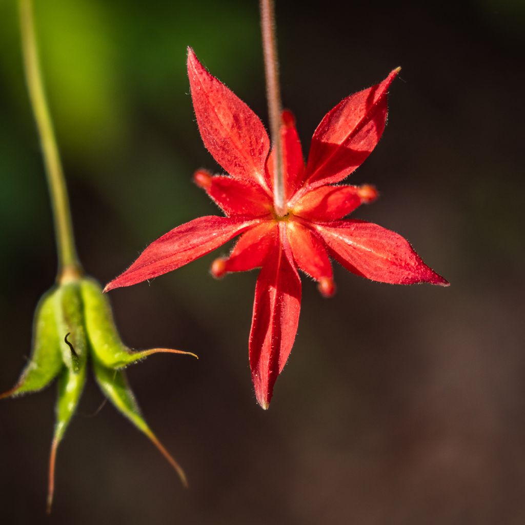 Aquilegia formosa