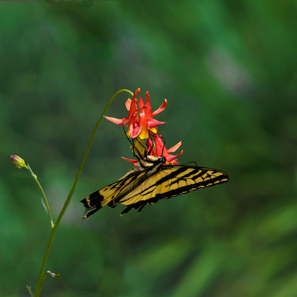 Aquilegia formosa