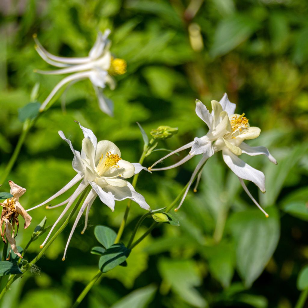 Aquilegia fragrans