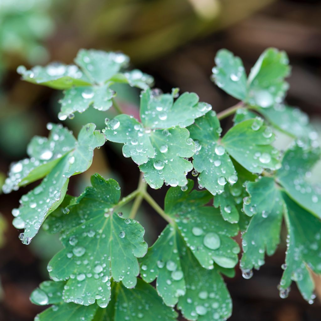 Aquilegia longissima