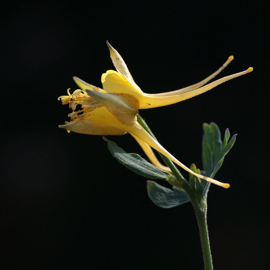 Aquilegia longissima