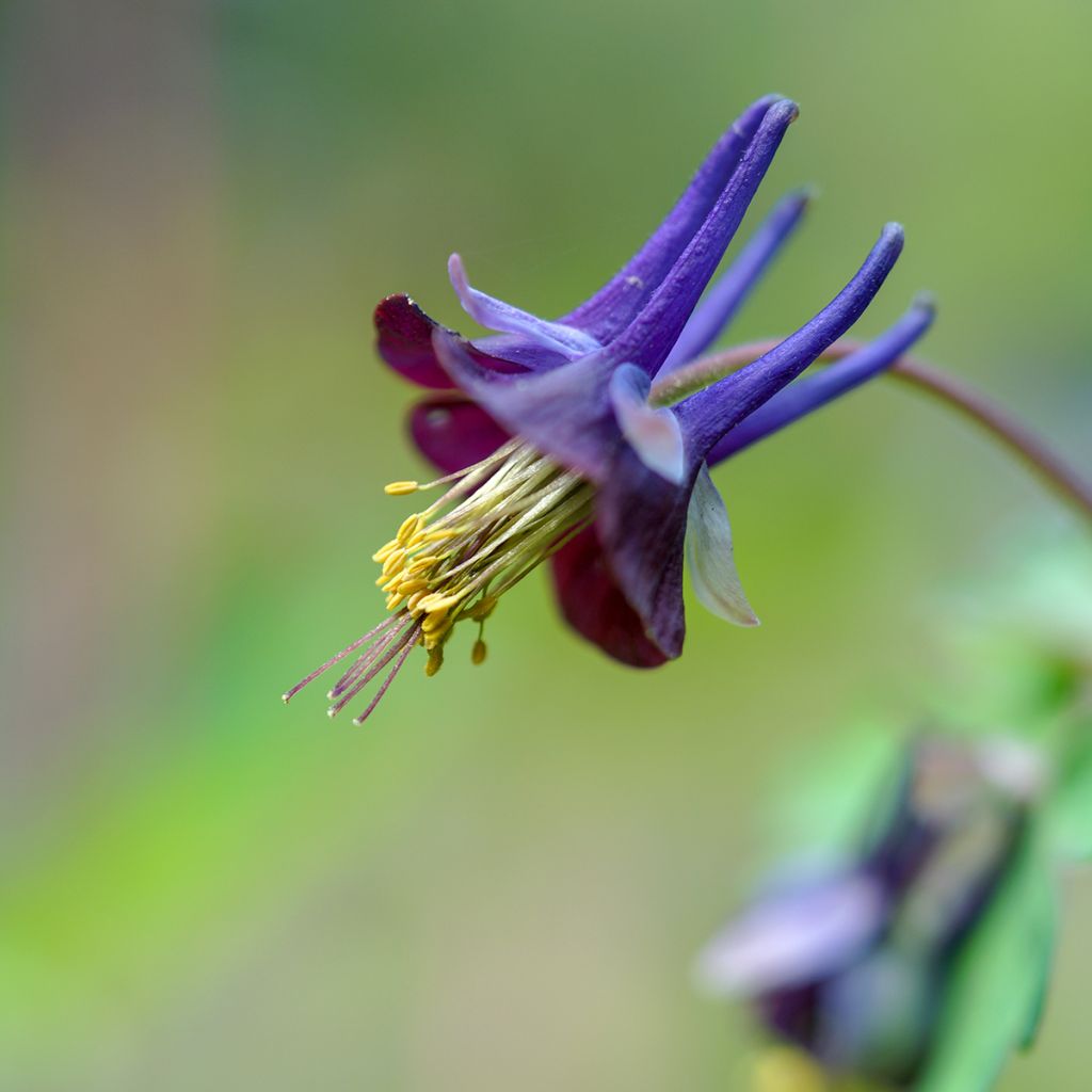 Aquilegia viridiflora