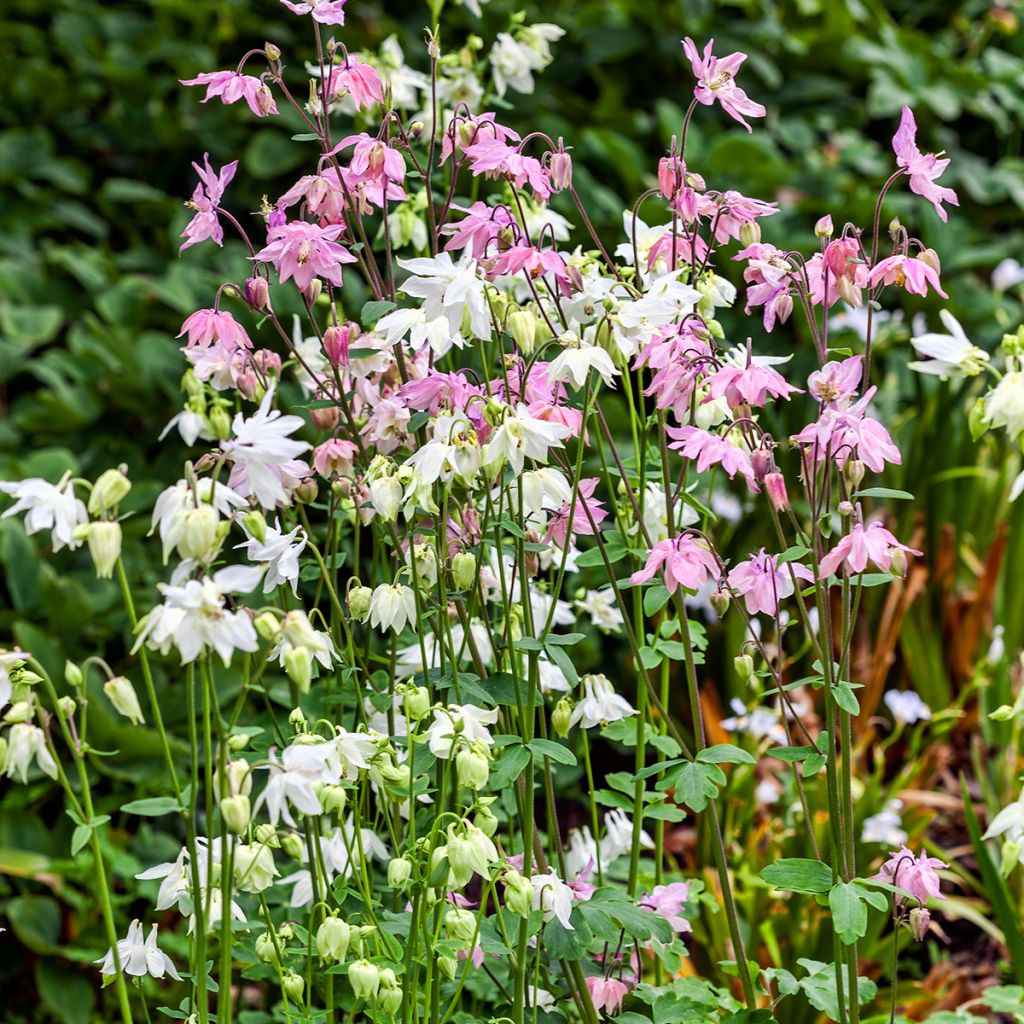 Aquilegia vulgaris var.nivea Munstead White