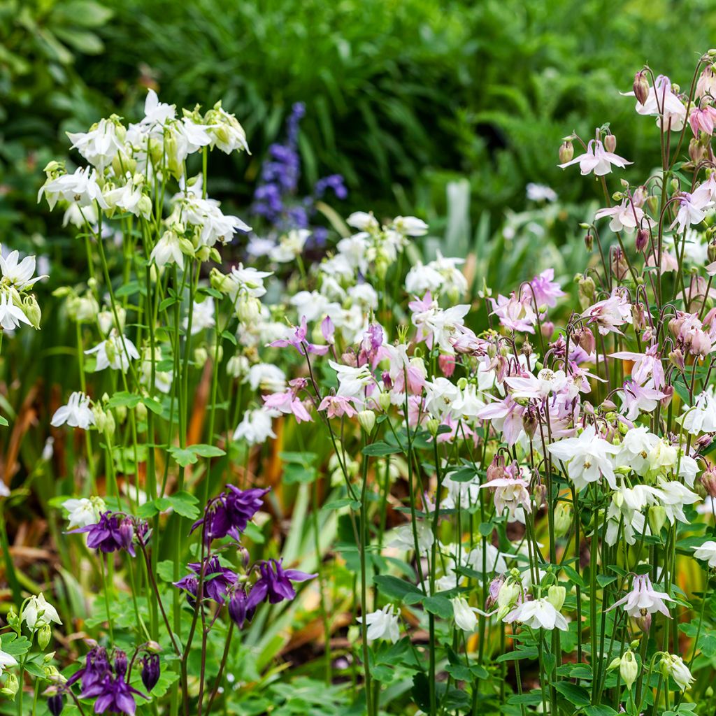 Aquilegia vulgaris var.nivea Munstead White