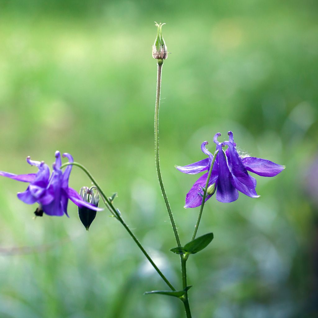 Aquilegia vulgaris