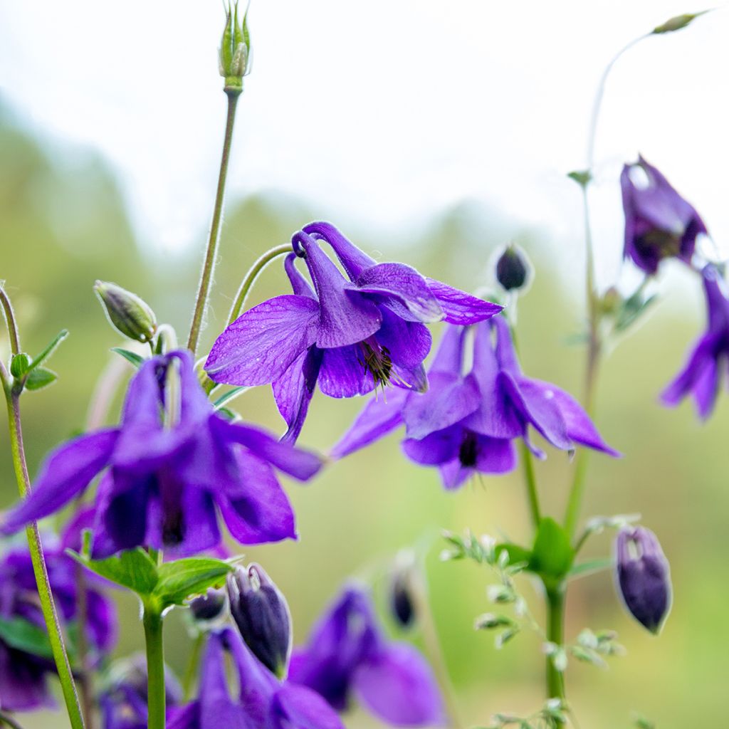 Aquilegia vulgaris