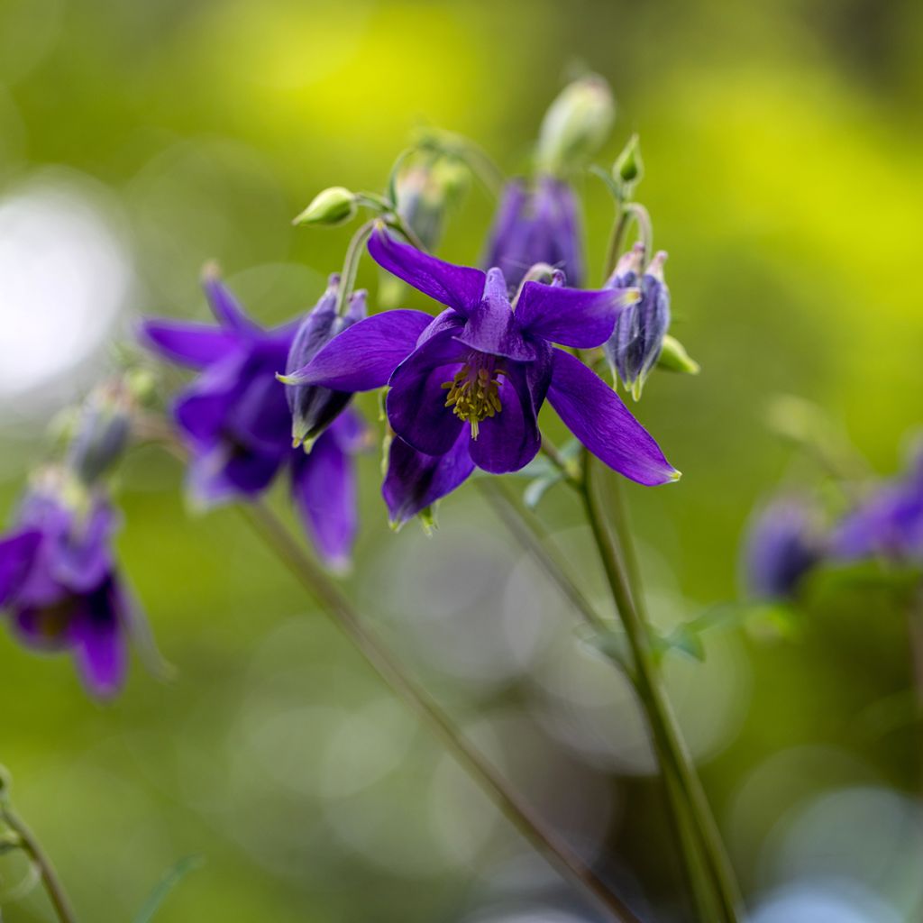 Aquilegia vulgaris