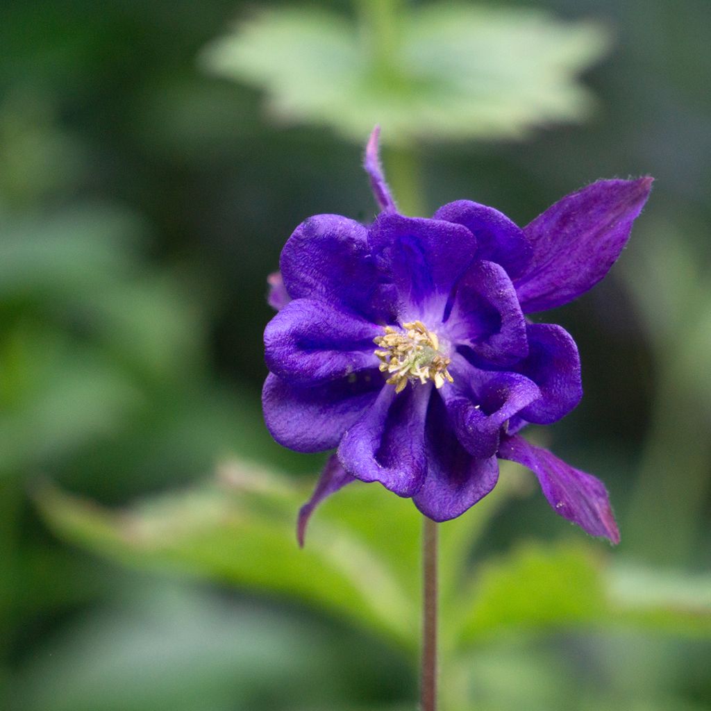 Aquilegia vulgaris