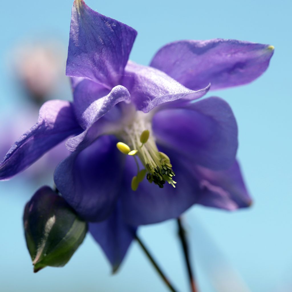 Aquilegia vulgaris