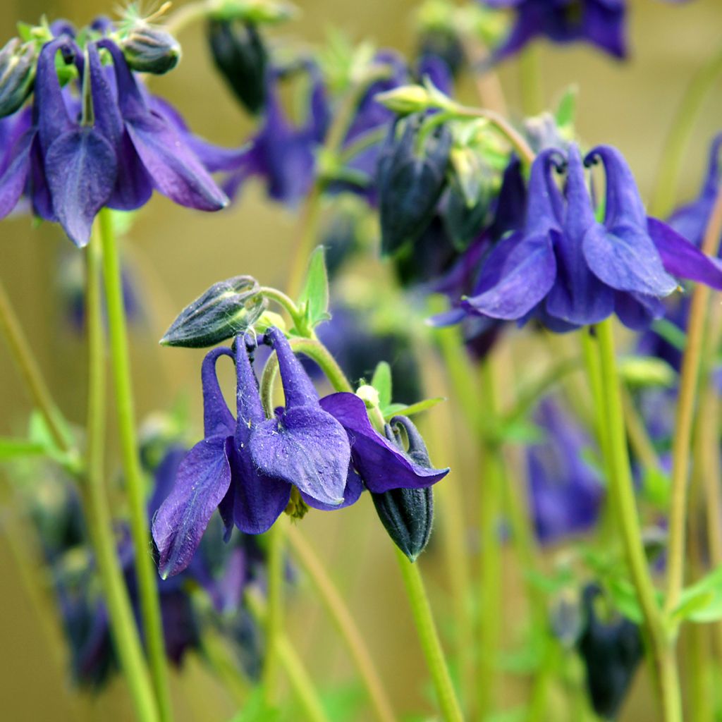 Aquilegia vulgaris