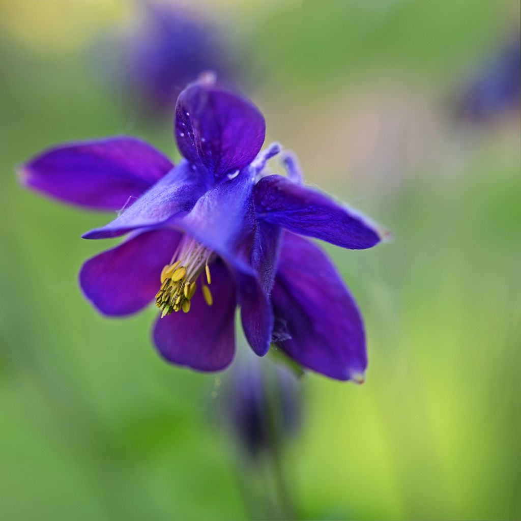 Aquilegia vulgaris