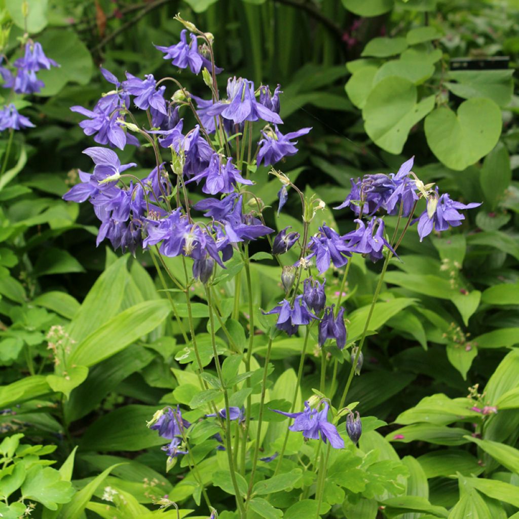 Aquilegia vulgaris