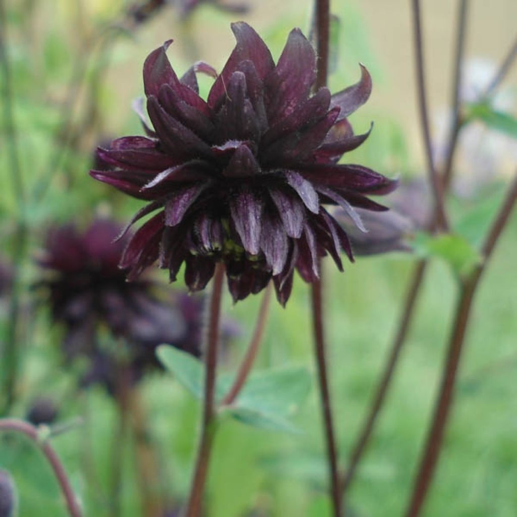 Ancolie hybride Black Barlow - Aquilegia Black Barlow