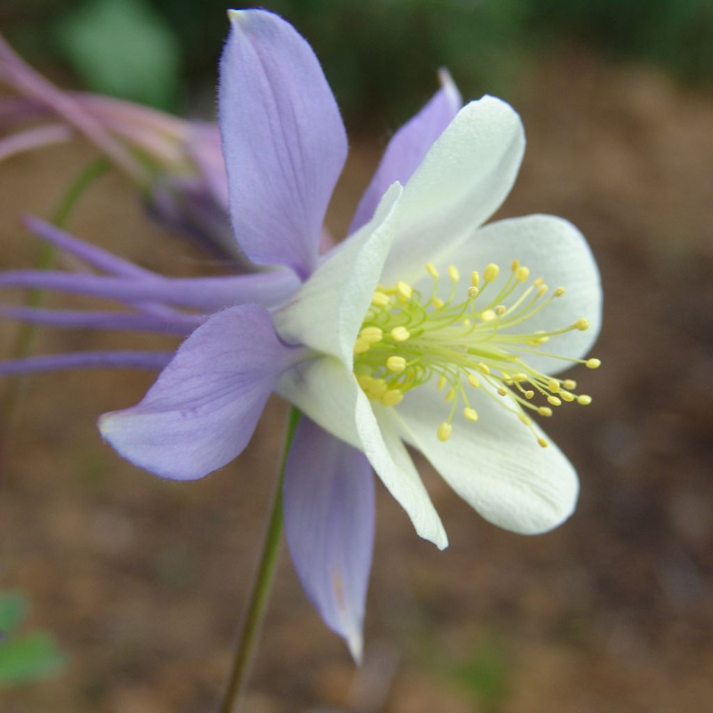 Ancolie Blue Star - Aquilegia (x) hybrida