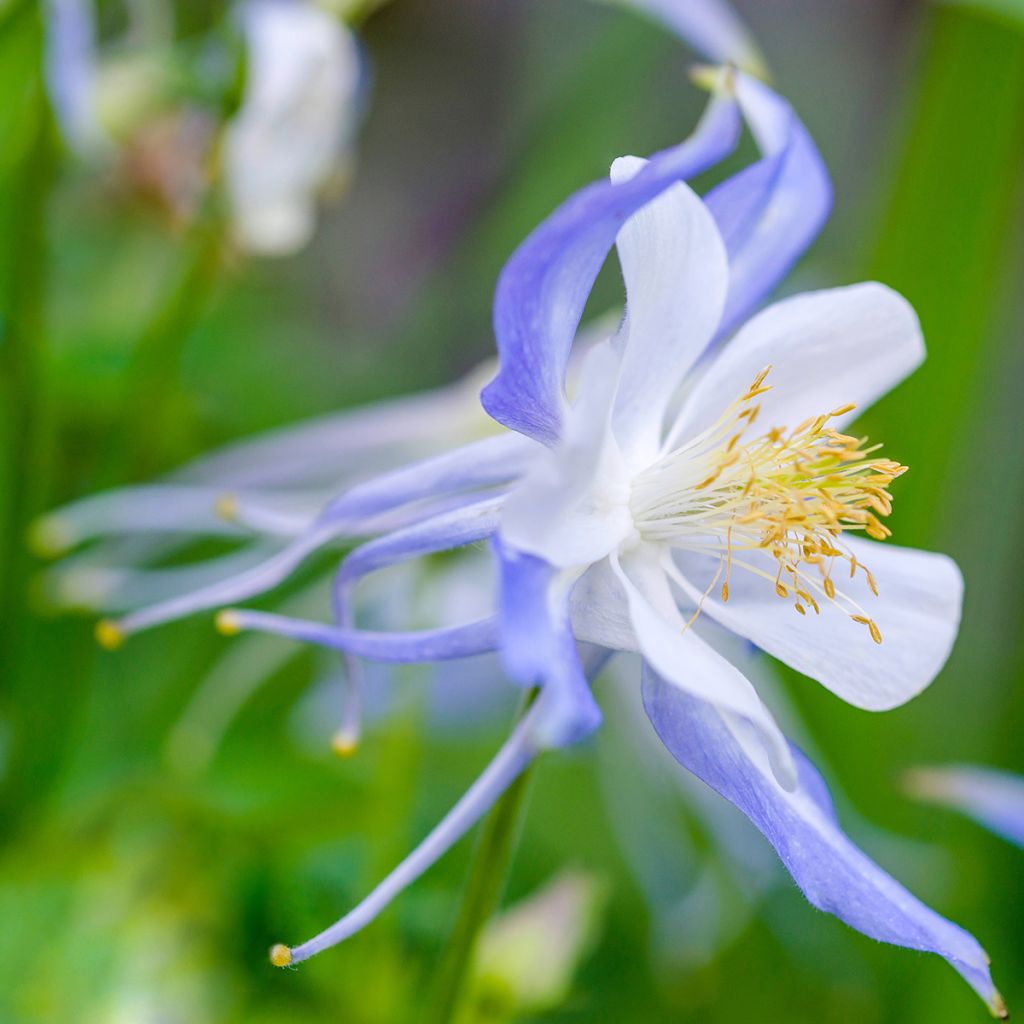 Aquilegia Blue Star