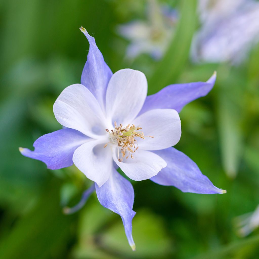 Aquilegia Blue Star