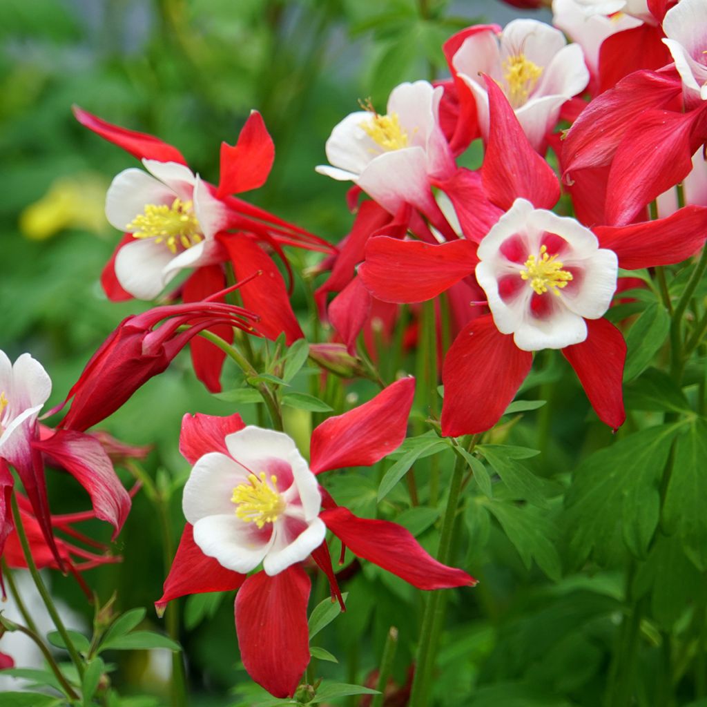 Aquilegia vulgaris Crimson Star