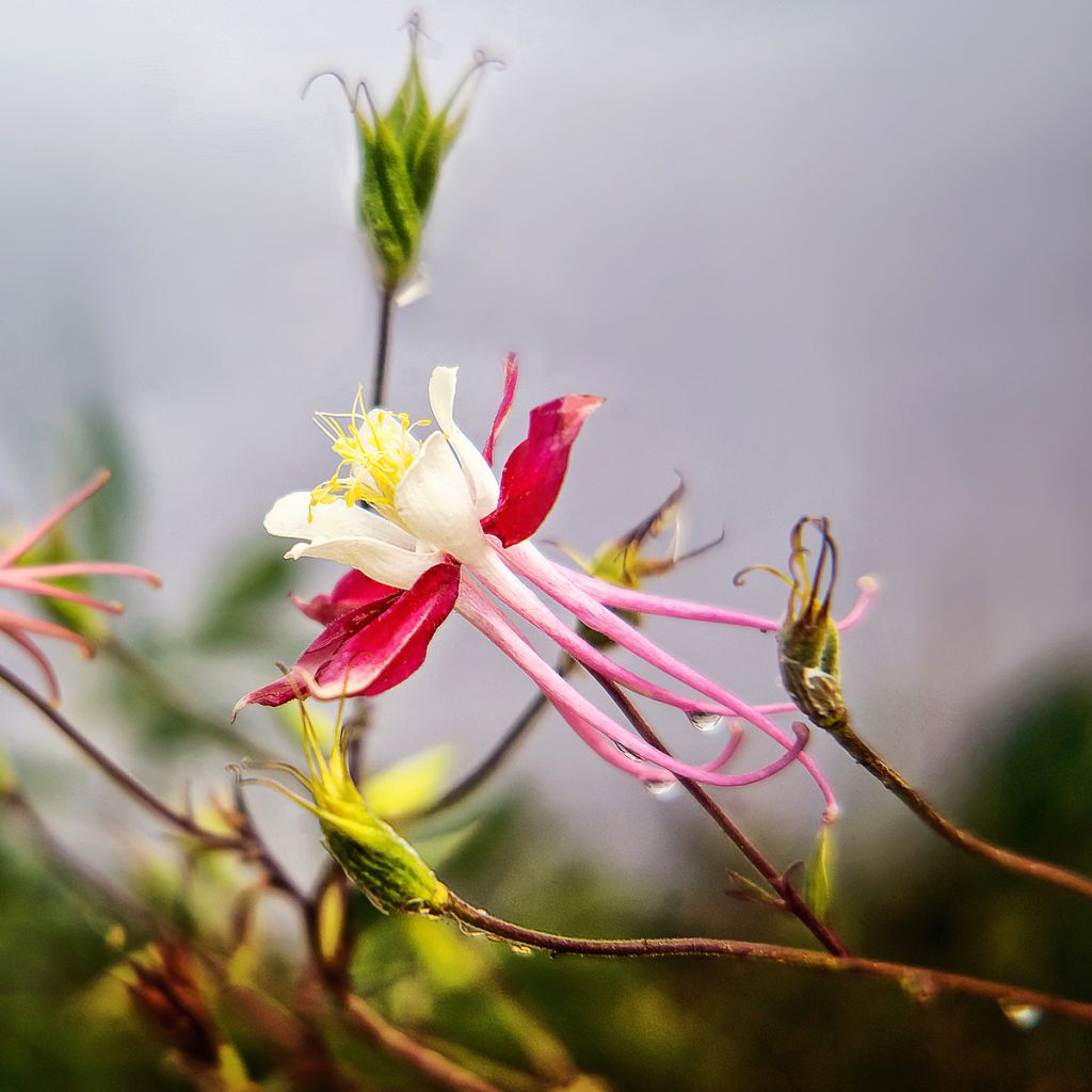 Aquilegia vulgaris Crimson Star