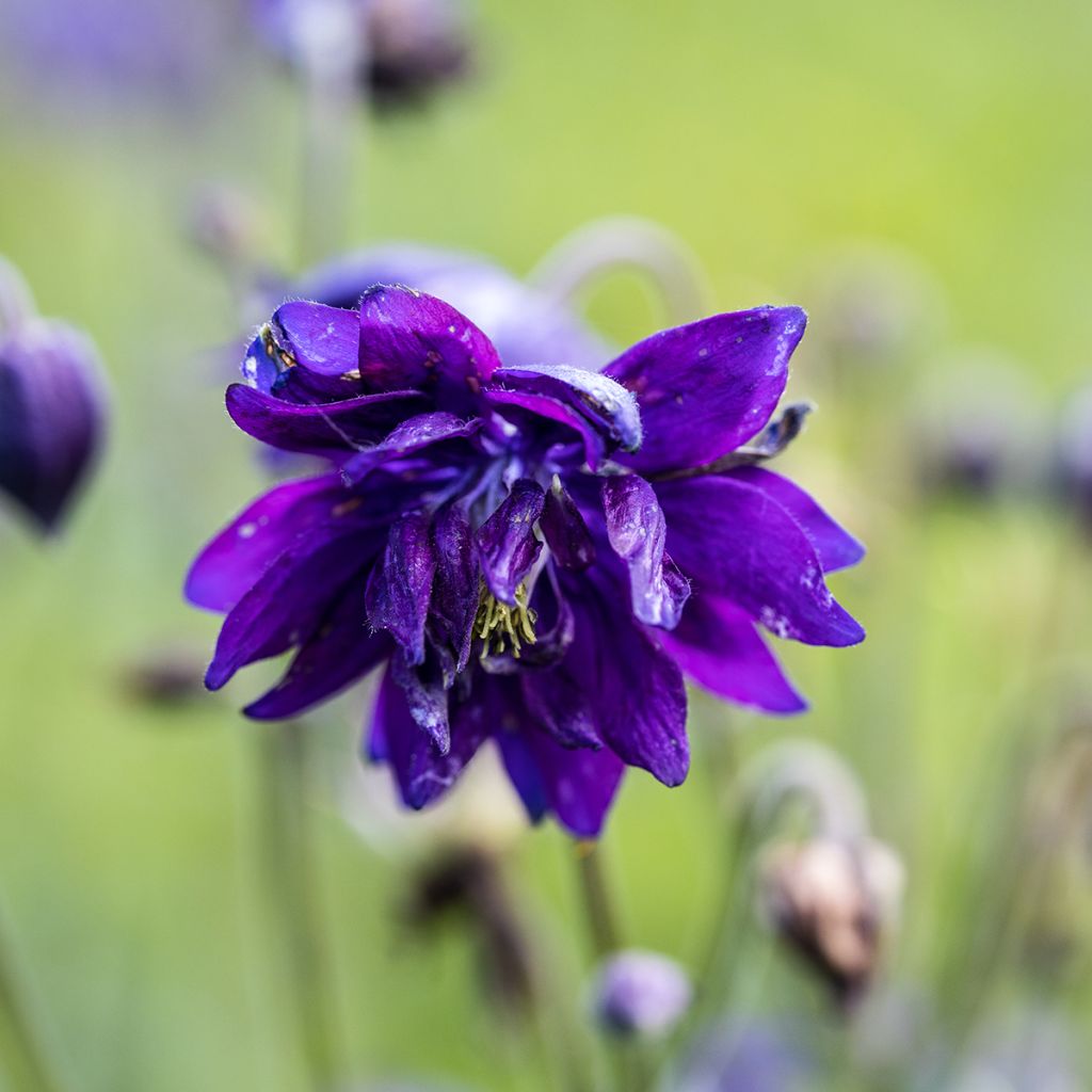 Aquilegia vulgaris Blue Barlow