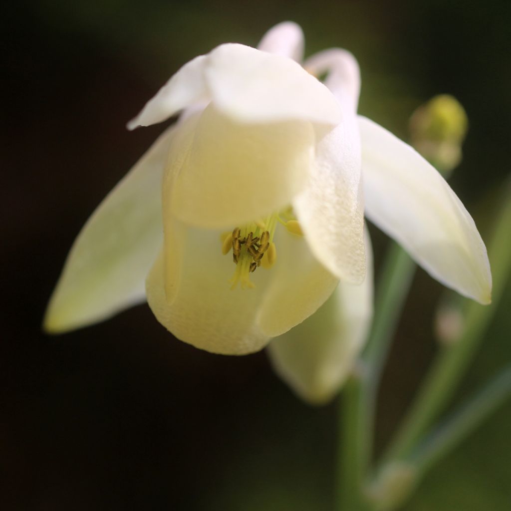 Aquilegia flabellata var. pumila alba