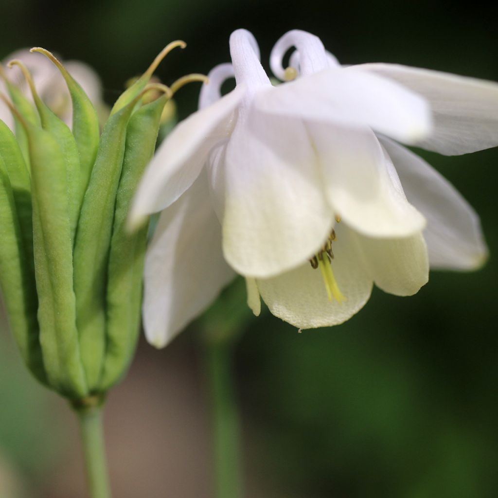 Aquilegia flabellata var. pumila alba