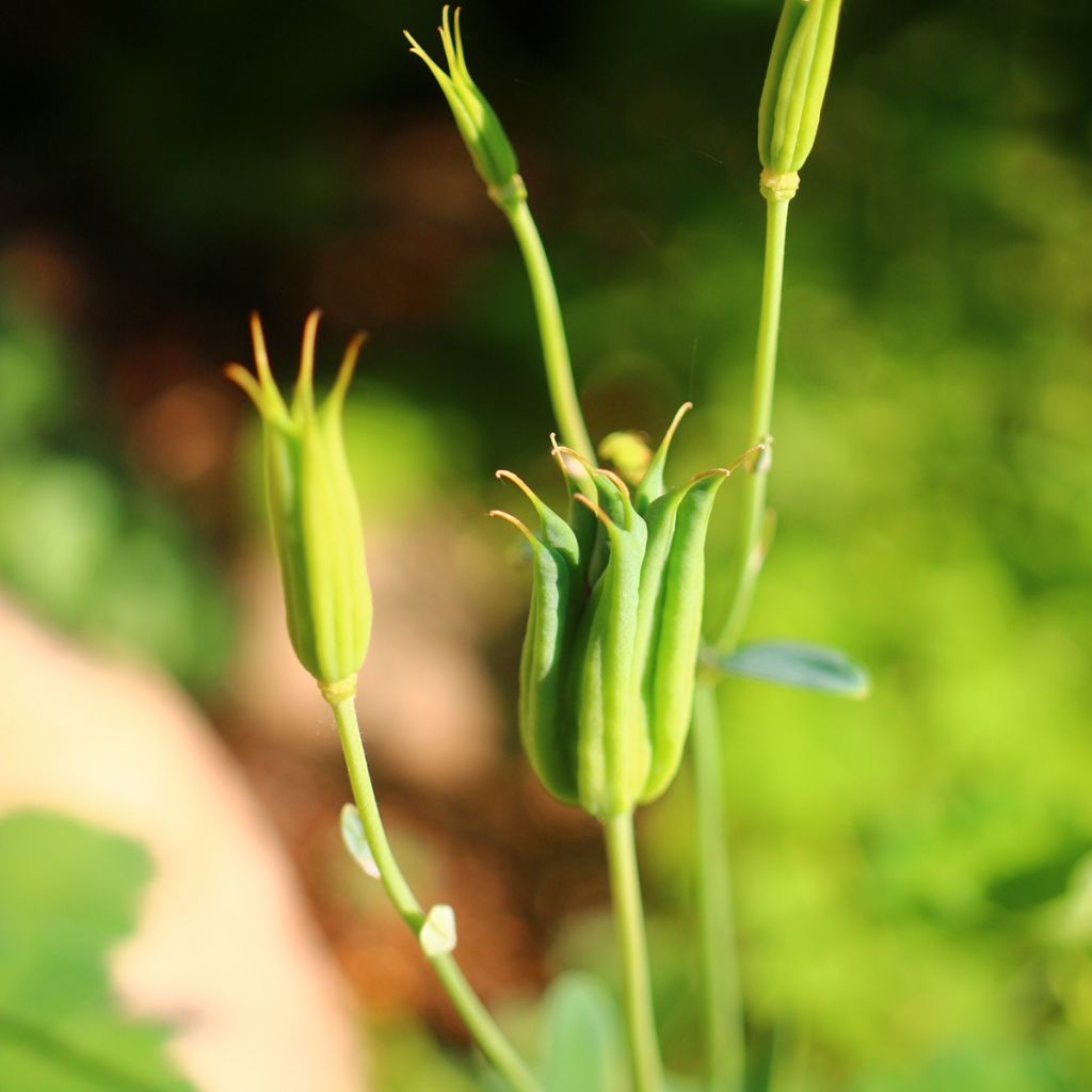 Aquilegia flabellata var. pumila alba