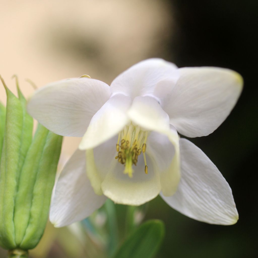 Aquilegia flabellata var. pumila alba