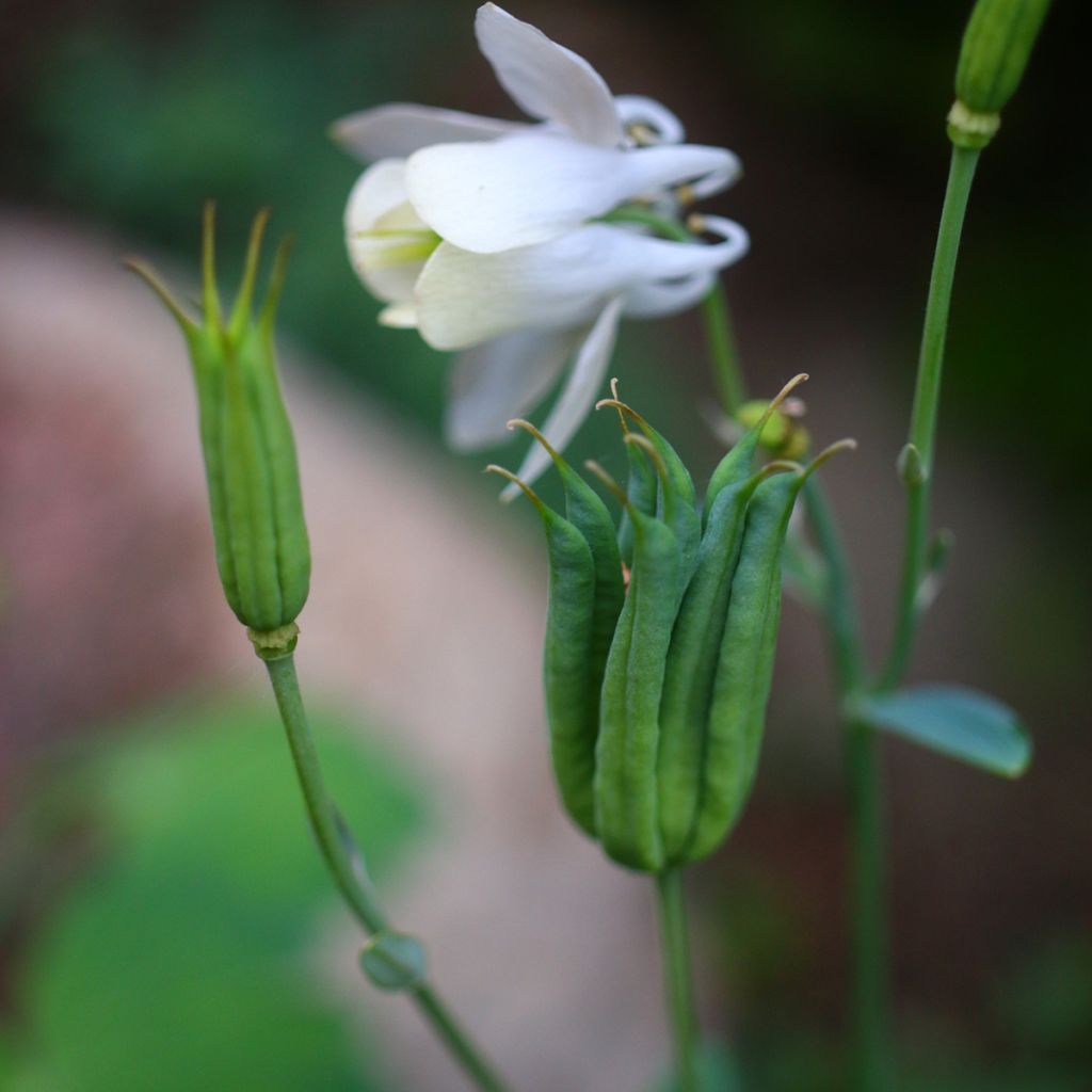 Aquilegia flabellata var. pumila alba