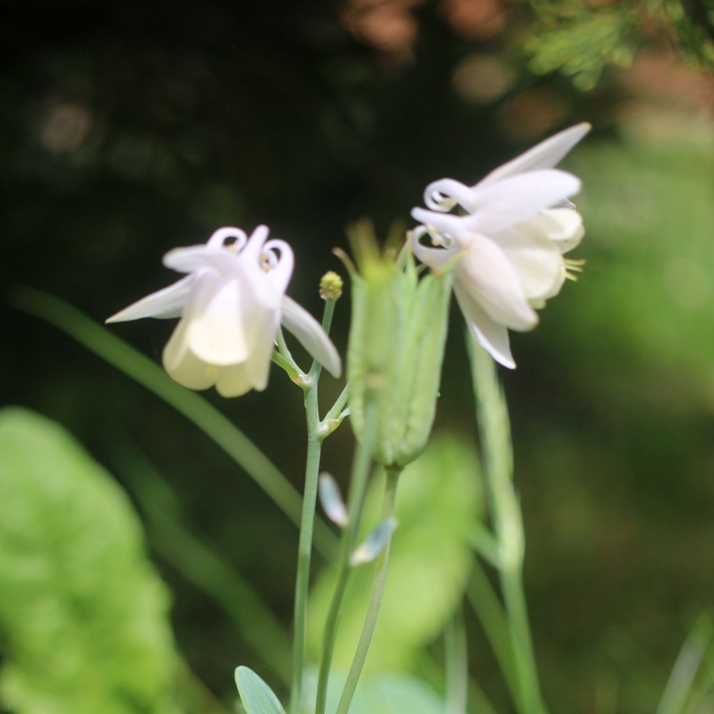 Aquilegia flabellata var. pumila alba