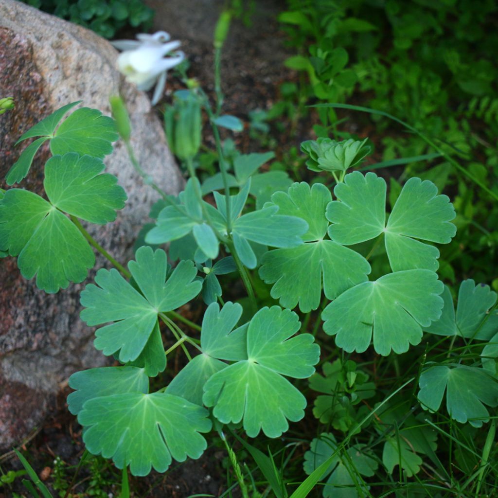 Aquilegia flabellata var. pumila alba