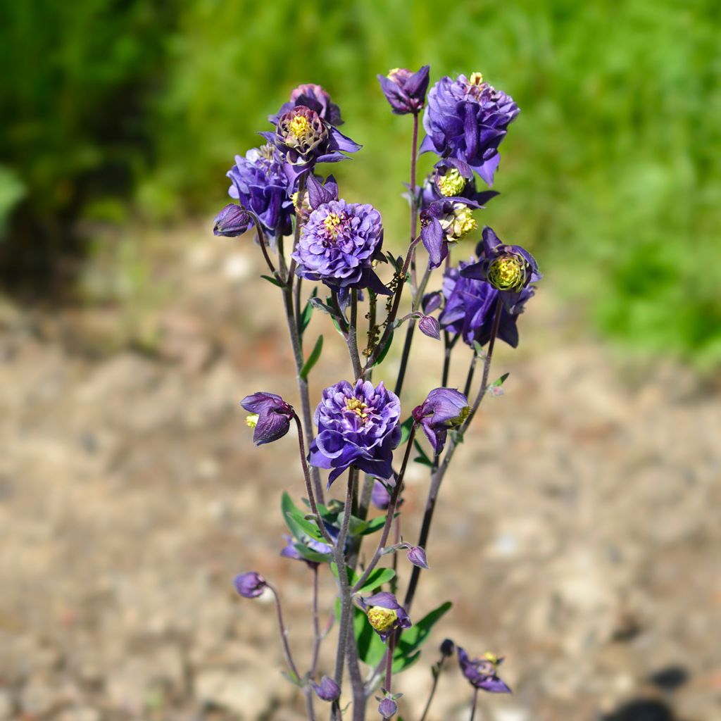 Aquilegia vulgaris Winky Double Dark Blue White