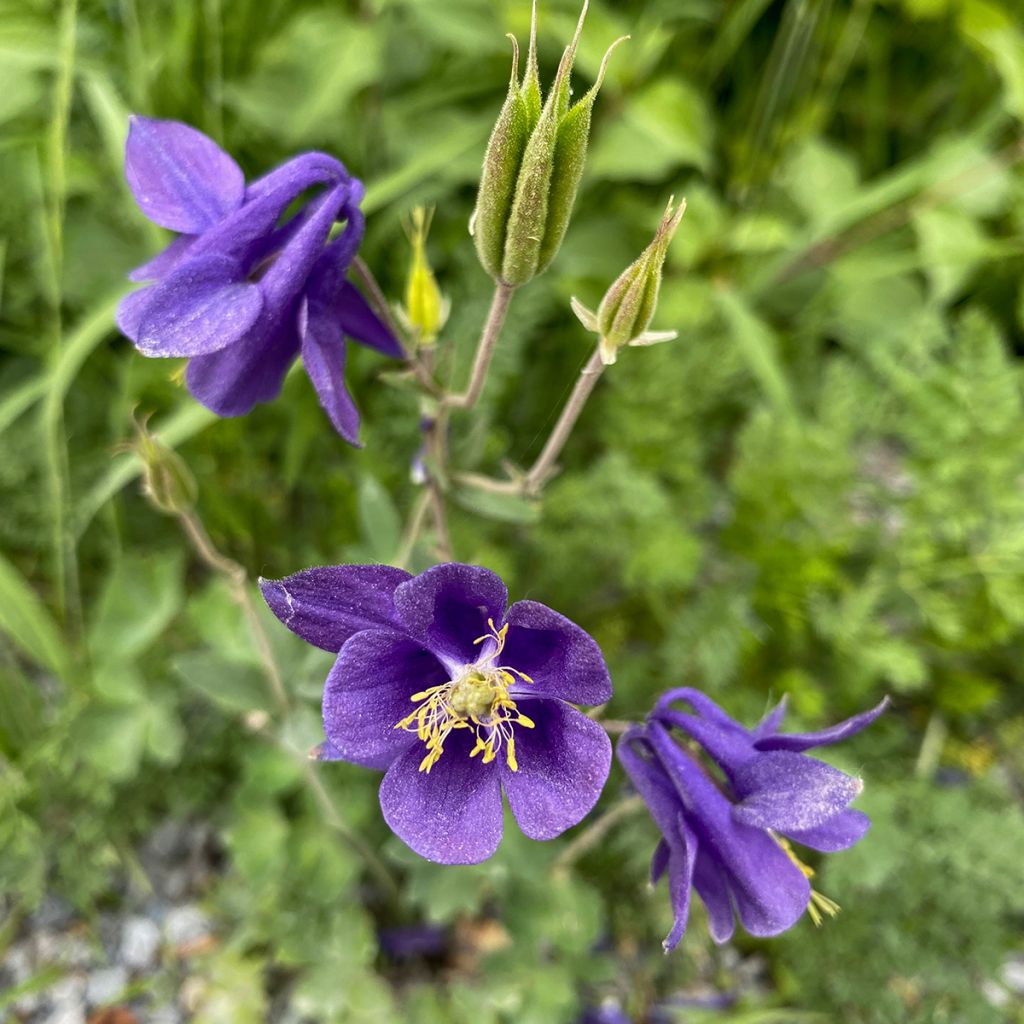 Aquilegia alpina