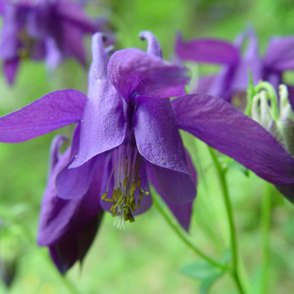 Aquilegia alpina