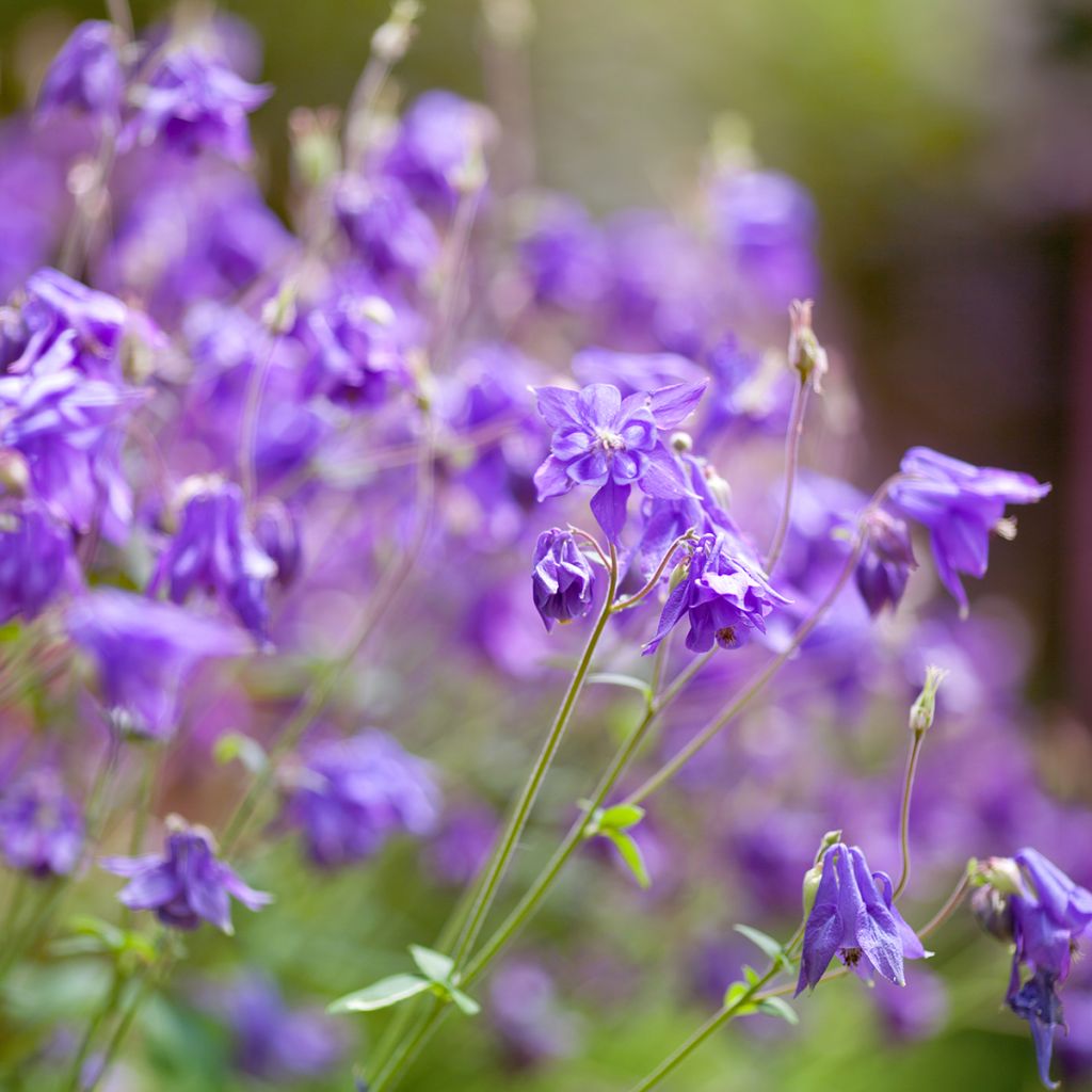 Aquilegia alpina